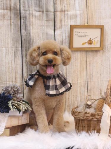 20241009ぱるくん